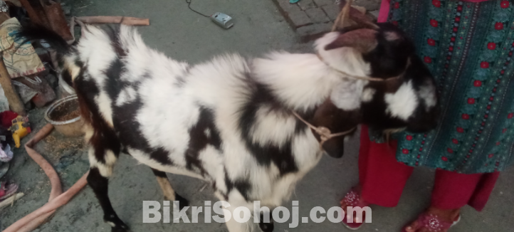 পাঠা ছাগল
